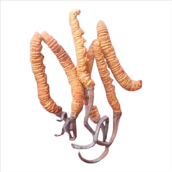 Yarsagumba (Cordyceps sinensis) darchula 10 gm