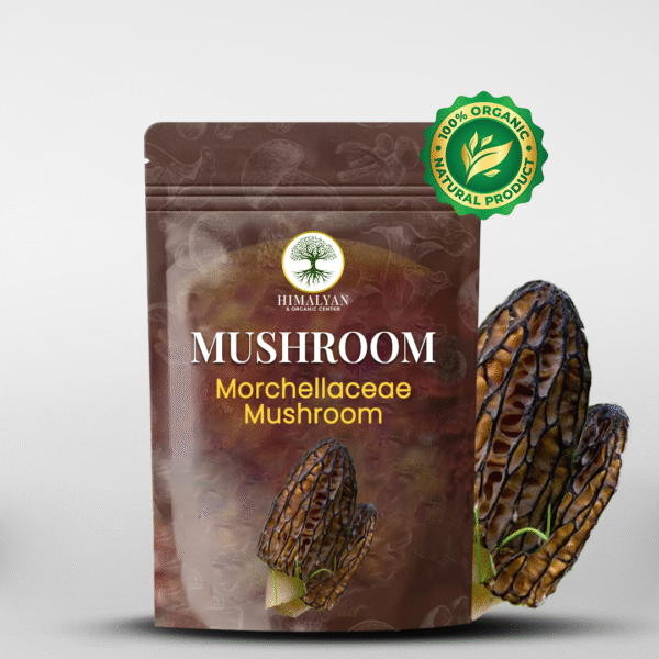 Morchellaceae Mushroom