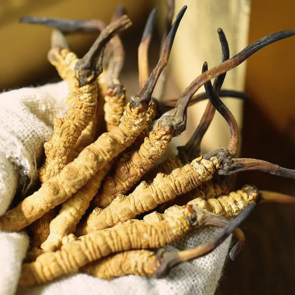 Yarsagumba powder